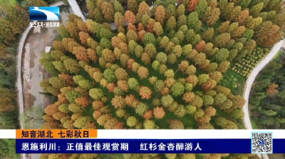 恩施利川：正值最佳观赏期  红杉金杏醉游人