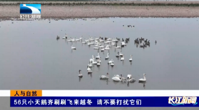 人与自然｜56只小天鹅齐刷刷飞来越冬 请不要打扰它们