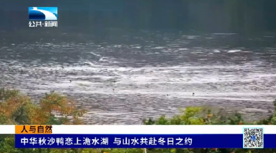 人与自然 | 中华秋沙鸭恋上洈水湖 与山水共赴冬日之约