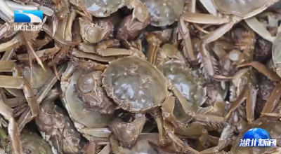 洪湖清水蟹上市！当日达武汉 次日达全国