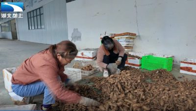 十堰竹溪：念好“药材经”   林下种药走出致富路