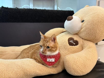 从流浪猫到“打工喵”！74只大橘猫挣钱“养家”