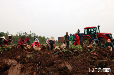襄阳宜城：“薯光”成“高光” 就业万余人、年产值超5亿元 