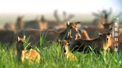 麋鹿回归40年丨共生·中国答案