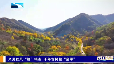又见秋风“镀”银杏 千年古树披“金甲”