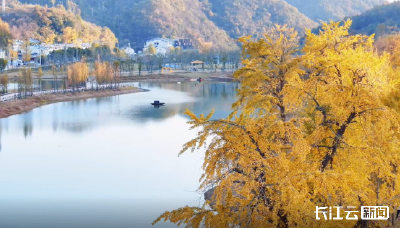 随州银杏谷：给点阳光就灿烂