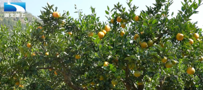 恩施建始：科学防治 守护“甜蜜产业”