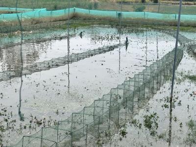 长江畔的亿元村 潮起紫荆村：“三产”合流汇成振兴“活水”