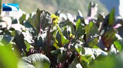 2025年11月28日长江新闻