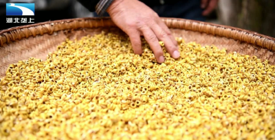 恩施宣恩：林业创新改革 激活山村共富路