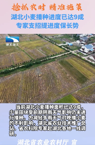 湖北小麦播种进度已达9成 专家支招提进度保长势