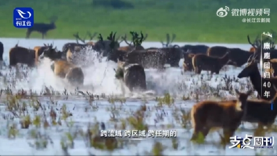 麋鹿保护的中国路径可以复制吗