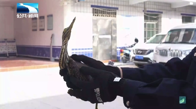 绿鹭“误入”商铺 警民联手助其“归家”