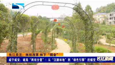 长江关注：林权改革 林下“掘金