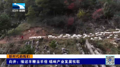 新时代的我们｜向井：接过羊鞭当羊倌 唱响产业发展牧歌