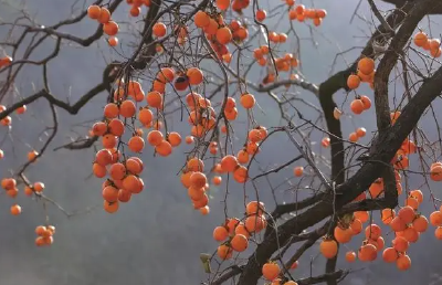 黄冈罗田：最大树龄500岁 古柿树群结硕果