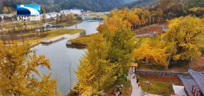 随州：千年银杏谷迎来最佳观赏季