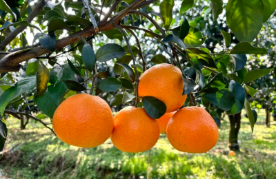 邮储银行黄石市分行：金融“活水”润出丰收果