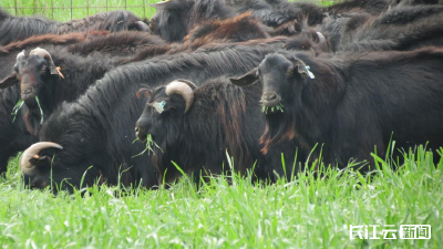 湖北农发：为畜禽品种保护提供国企力量