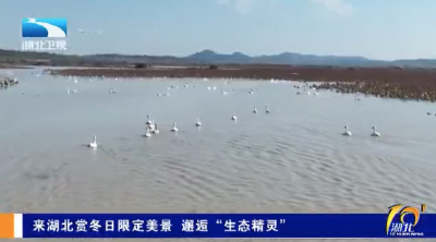 来湖北赏冬日限定美景 邂逅“生态精灵”