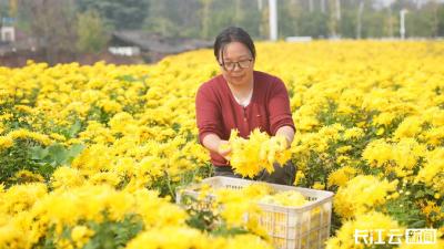 襄阳宜城：三千亩菊花竞绽放 “美丽经济”促增收  