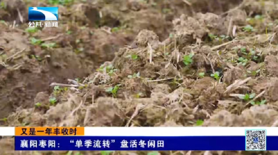襄阳枣阳：“单季流转”盘活冬闲田