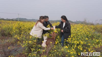 襄阳宜城：鹿踏菊香入画来！农旅融合解锁乡村旅游新体验 