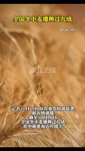 全国冬小麦播种过九成