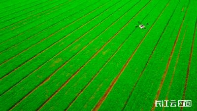 @湖北种植户 紧急通知！湖北将迎寒潮级大风降温