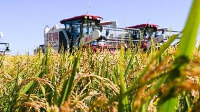 邮储银行荆门市分行：金融服务护航秋粮满仓