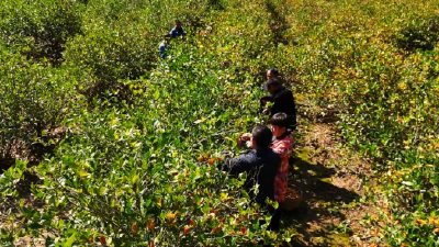 宜昌长阳：田间采摘忙 工厂加工旺！都镇湾镇4万亩金栀串起亿元增收链