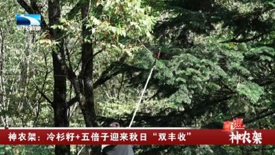 神农架：冷杉籽+五倍子迎来秋日“双丰收”