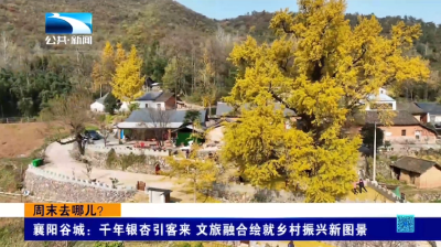 襄阳谷城：千年银杏引客来 文旅融合绘就乡村振兴新图景