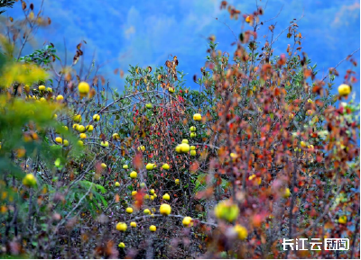 襄阳南漳：荆山秋熟木瓜香