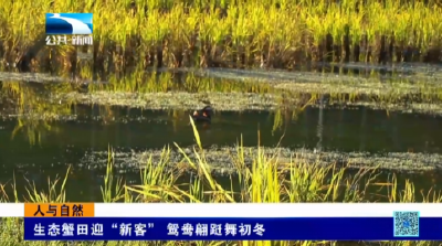 人与自然｜生态蟹田迎“新客” 鸳鸯翩跹舞初冬