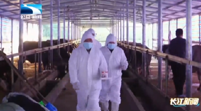 孝感应城：打好动物“预防针”  把牢牲畜“防疫关”