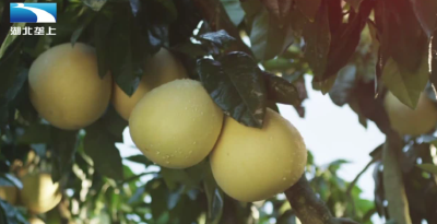 恩施宣恩：全链条发力   贡水白柚“甜蜜出山”