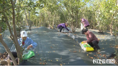 1200亩油茶年产值超千万！郧西马安镇激活振兴新引擎