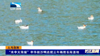 人与自然 | “水中大熊猫”中华秋沙鸭连续三年栖居长阳湿地