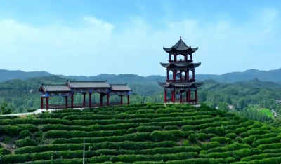 乡村振兴的襄阳答卷：环境蝶变引产业，千年茶乡酿新香