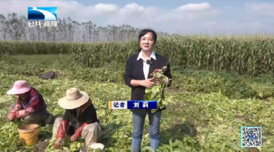 每月50吨！天门“泡菜专用”萝卜持续出口韩国