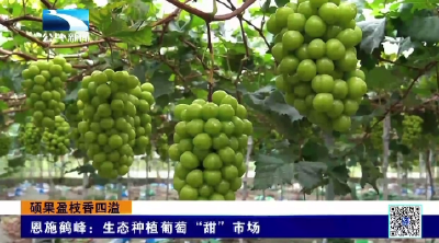 恩施鹤峰：生态种植葡萄“甜”市场