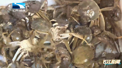 长江观察 | 螃蟹迎上市高峰