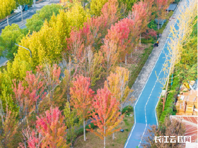 武昌彩叶观赏季浪漫启幕“步移景异”绘就古城秋日油画
