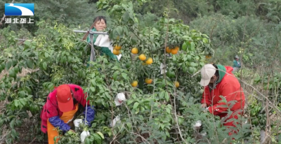 十堰丹江口：果树穿新衣 越冬保丰收