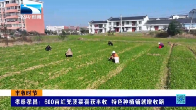 孝感孝昌：600亩红兜菠菜喜获丰收 特色种植铺就增收路