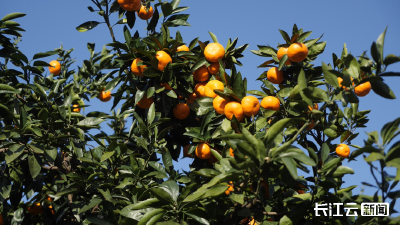 南漳巡检镇：柑橘“出圈”，带出2亿大产业