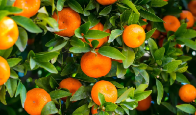 十堰丹江口：果树穿新衣 越冬保丰收