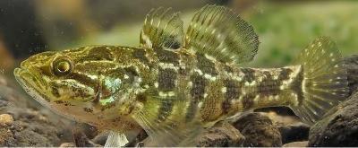 新晋中科院院士团队破解鱼类“冻而复苏”的秘密，“冷冻人体再复活”或将成为现实