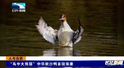 人与自然 | “鸟中大熊猫”中华秋沙鸭首现襄阳保康